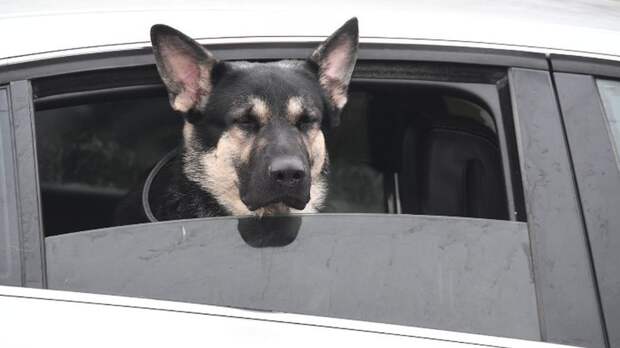 «Мою Фридочку украли, пока я была в магазине»: в Севастополе поймали и наказали похитителя собаки