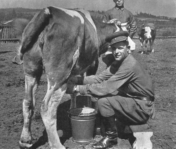 Корова-снабженец и черепаха-диверсант: как животные помогали советским солдатам в боях на Малой земле