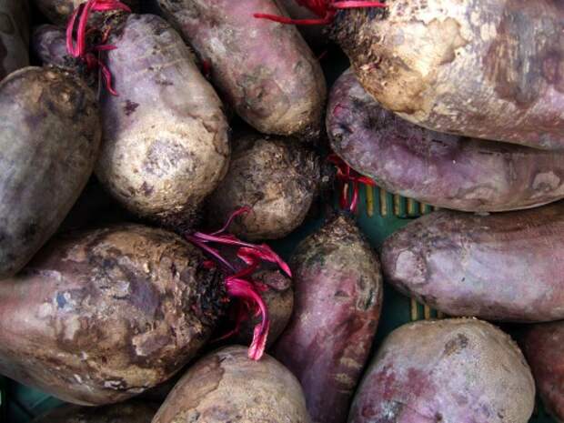 Свёкла (Beet)