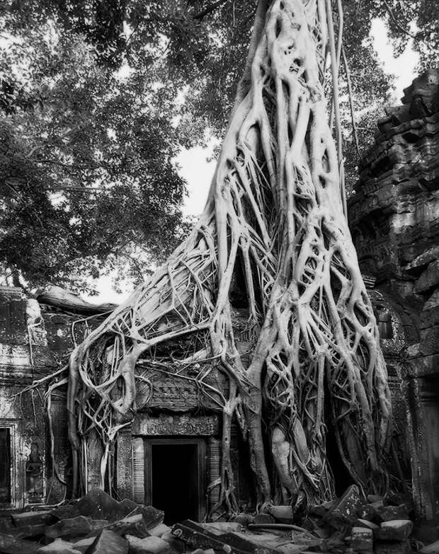 Древние тропические деревья, оплетающие корнями руины храма Та Прохм в Ангкоре (Камбоджа).