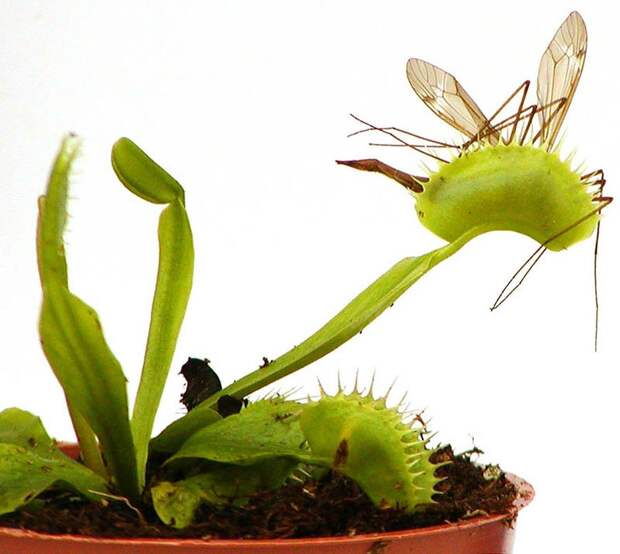 creepyplants33 Самые жуткие растения