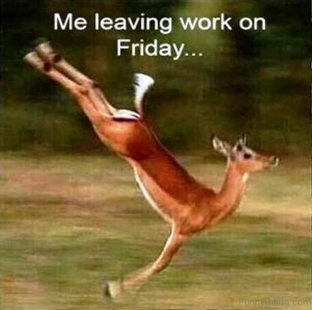 Friday memes