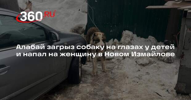 Алабай загрыз собаку на глазах у детей и напал на женщину в Новом Измайлове