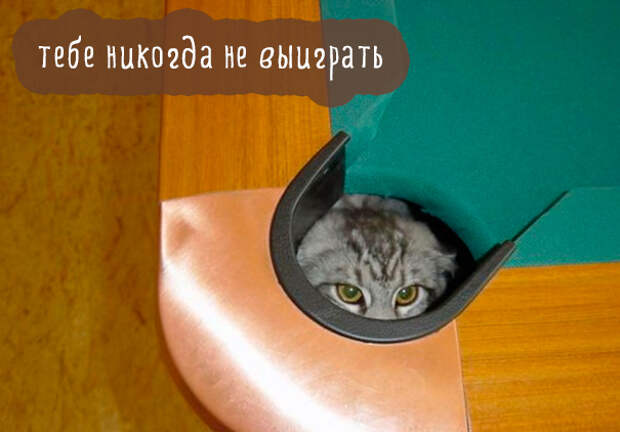 Картинки этих смешных котов развеселят вас за 1 минуту Картинки этих смешных котов развеселят вас за 1 минуту