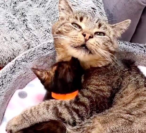 Без кота и жизнь не та