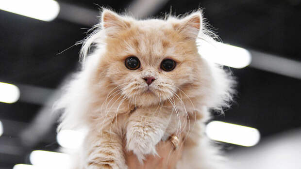 Shot: в Москве женщина случайно постирала своего кота