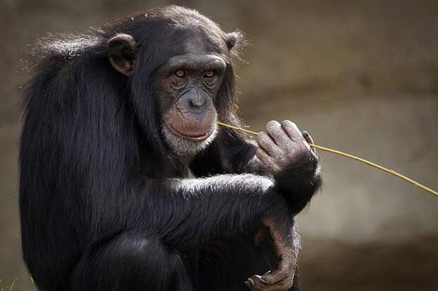 Эксперимент помог ученым выявить особенности памяти шимпанзе — Российская  газета