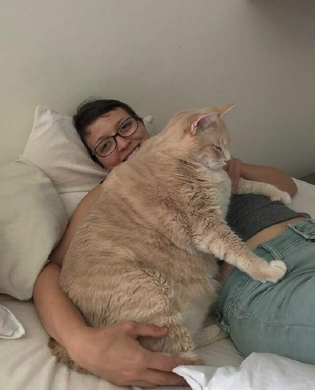 Кот на кровати Кот с хозяйкой