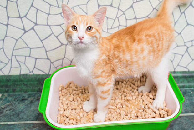 Уменьшить запах от кошачьего лотка. | Фото: Интернет журнал по уборке в помощь домохозяйке.