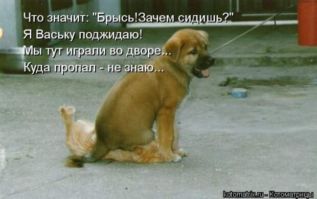 Мысли вслух :) 23 пушистые мыслишки
