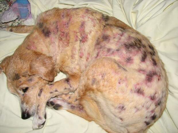 Dog Allergie