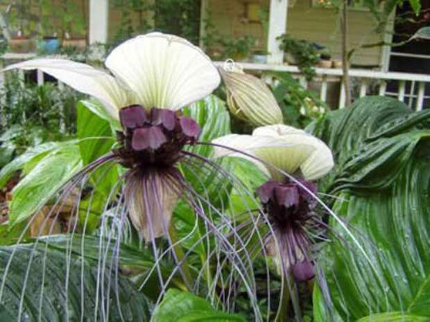 creepyplants24 Самые жуткие растения