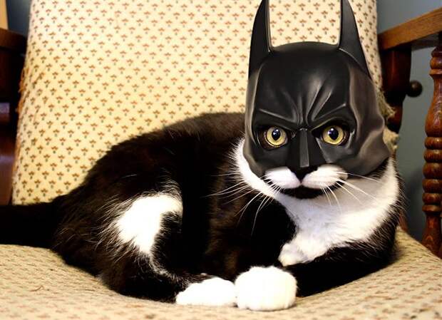 5123775_catbatman (700x508, 75Kb)
