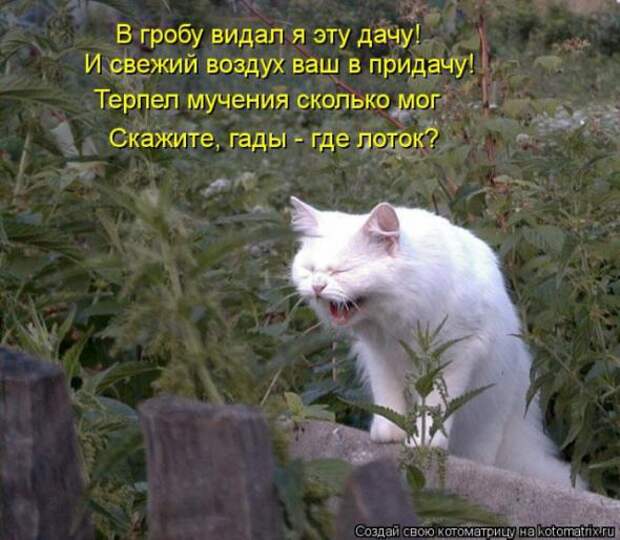Котоматрицы (картинки с надписями)