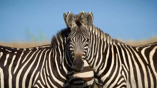 Самые смешные фото зебр за всю историю комичного конкурса Comedy Wildlife Photography Awards