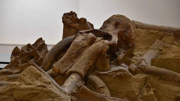 Бивни мамонта обнаружили при строительстве парковки в Бельгии