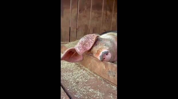 Спокойной ночи https://t.me/webmoney_dn/314875Video: Клип