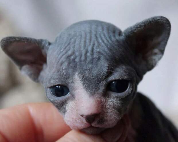 Фото © sphynx_valentina
