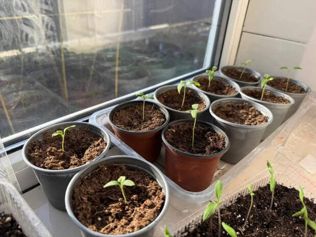 Стекло вместо пластика: хитрый приём, после которого рассада томатов превращается в «дубки»