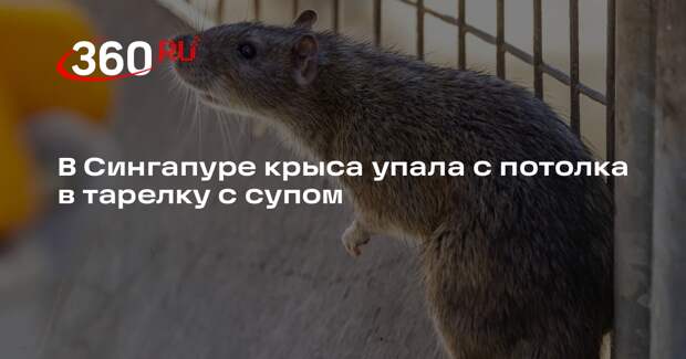 В Сингапуре крыса упала с потолка в тарелку с супом