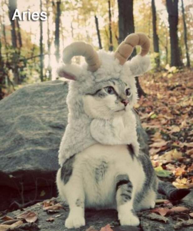 Кошачьи знаки зодиака.