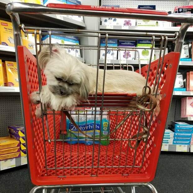 cart17
