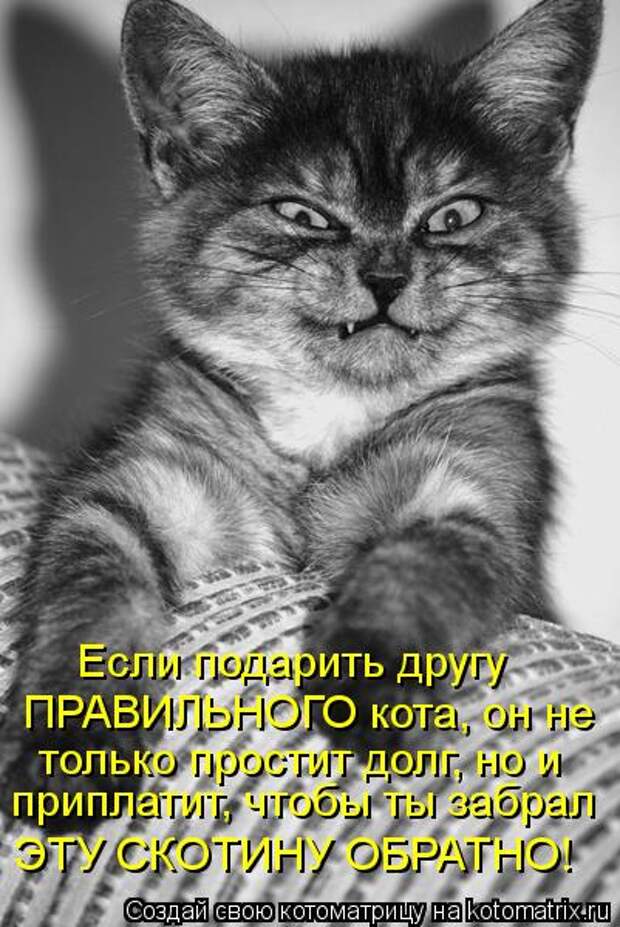 Котоматрицы