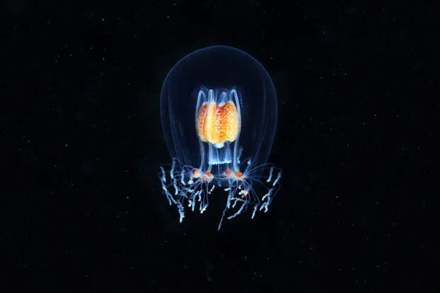Невероятные фотографии подводного мира Александра Семенова