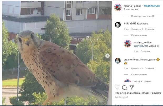 Фото дня: сокол заглянул в окно жительницы Марьина