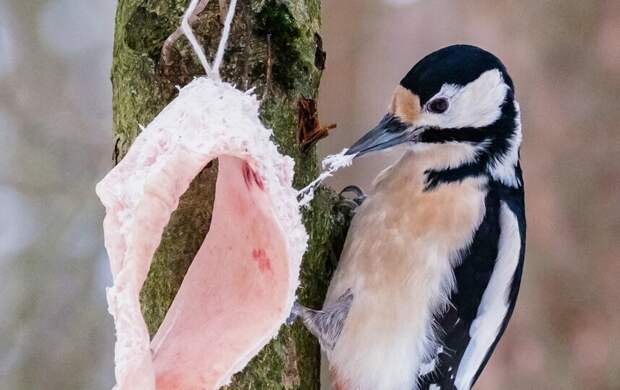 До -11 градусов и небольшой снег. Какой погодой завершится неделя в Петербурге