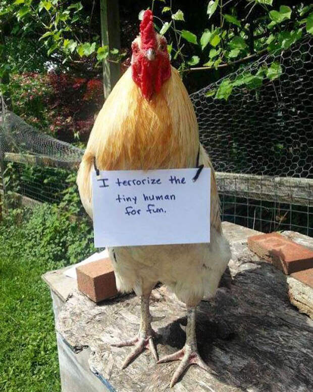 Funny-Chicken-Shaming-Farm-Life