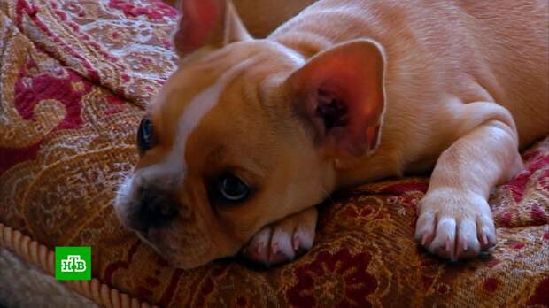 Британцы из-за нехватки денег массово избавляются от домашних животных