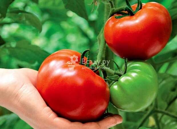 Выращиваем томаты без полива и получаем отличный урожай
