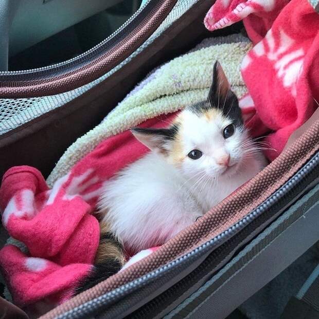 Сумка с котенком Котенок в сумке
