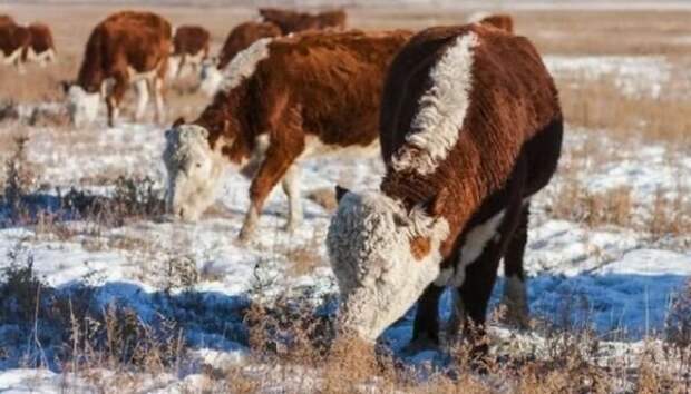 В теплых западных странах скот содержится на подножных кормах круглый год, даже в снежные зимы, если такие случаются. В результате западное животноводство относительно дешевое