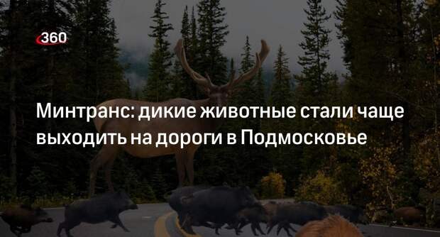 Минтранс: дикие животные стали чаще выходить на дороги в Подмосковье