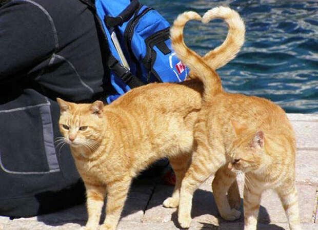 фотографии котов фотографии котов