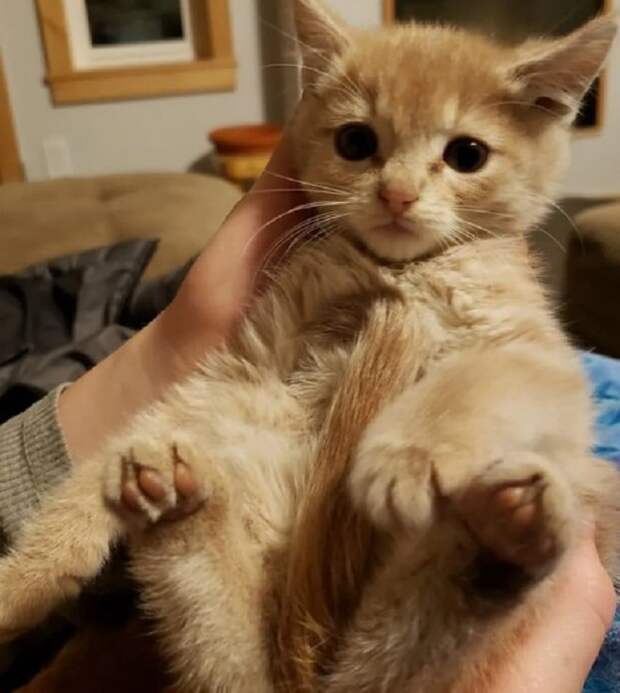 Кремовый котенок Котенка держат