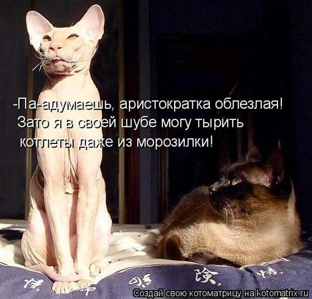 kotomatritsa_5 (559x536, 195Kb)