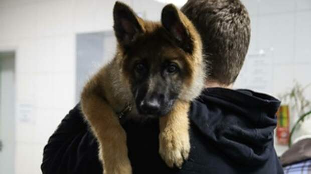 Щенок Макс в ветлечебнице на Шевченко / Фото: Алина Богомолова / amic.ru