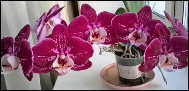 Как заставить орхидею цвести: 4 рабочих способа!