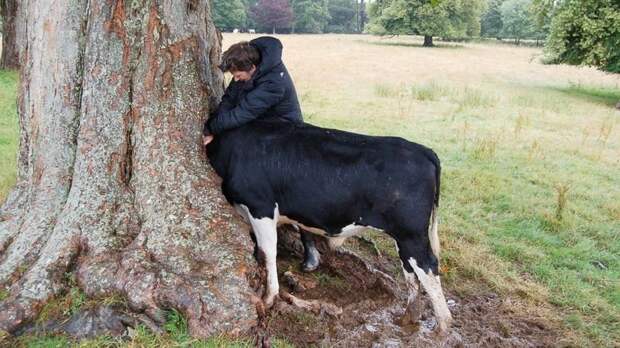 13. Любопытная корова дерево, мир, поглощение, предмет, природа, разрастание, фото