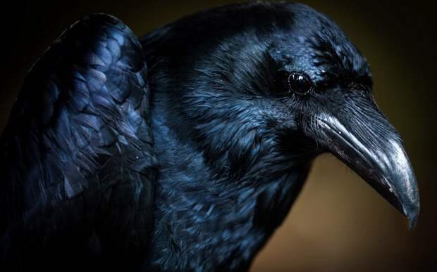 Black_Crow