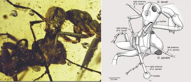 Древнейшая муравьиная драка, дошедшая до наших дней