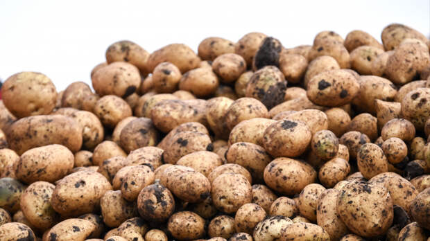 До 30 клубней с одного куста: самые урожайные сорта картофеля