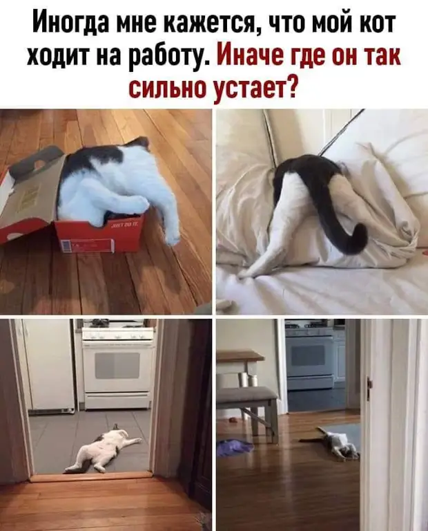 Пессимист - это опытный оптимист Пессимист - это опытный оптимист хотите, Мужчина, долларов, семье, перед, туалета, рисовать, которые, каждой, Милый, выходит, принеси, интересуется, нужно, теребить, наживкуСуббота, Вечер, прихорашивается, зеркалом, двадцатку