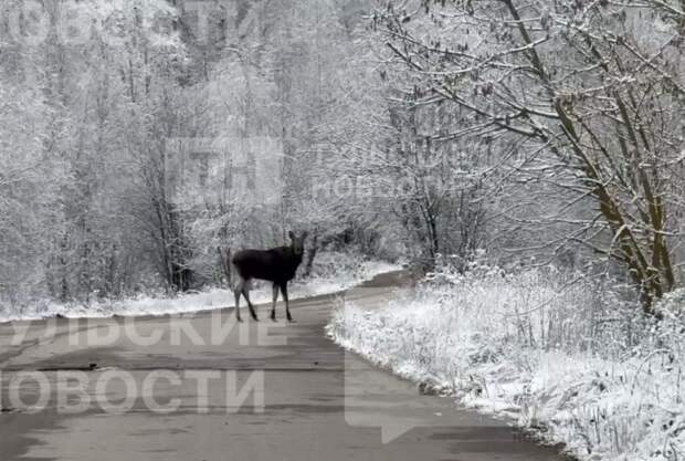 В Тульской области перевозчика оштрафовали за гибель животного на путях
