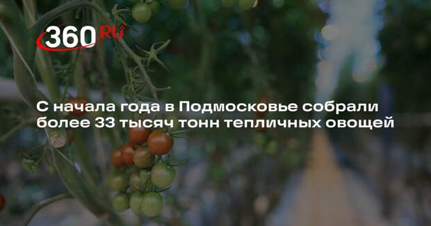 С начала года в Подмосковье собрали более 33 тысяч тонн тепличных овощей