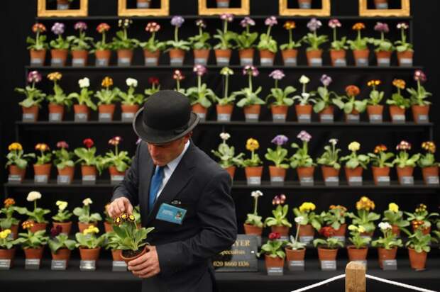 Выставка цветов «Chelsea Flower Show 2014»