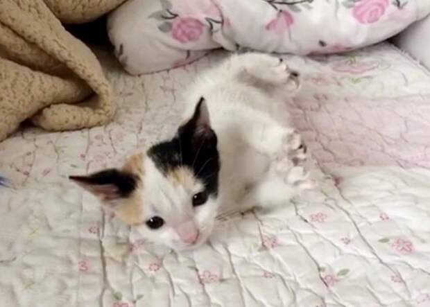 Котенок на кровати Трехцветный котенок